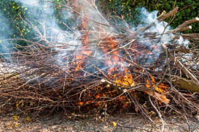 illustration feu de branches