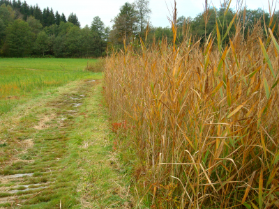 Roseaux près de caillebotis dans marais du Bourget en Huile