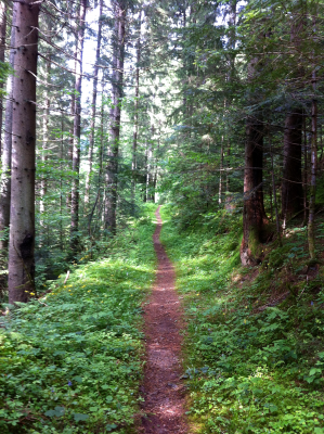 Sentier en sous bois au bourget en huile