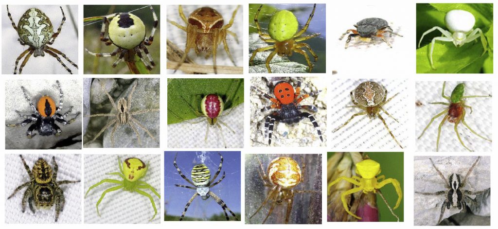 araignées présentes en savoie